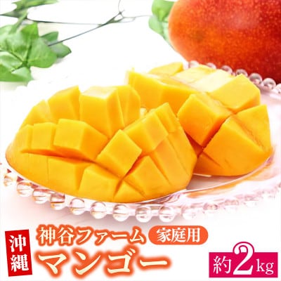 【先行受付】【2027年発送】神谷ファームのマンゴー(家庭用)約2Kg