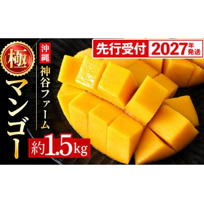 【化粧箱入】【先行受付・2027年発送】神谷ファームのマンゴー(極)約1.5kg