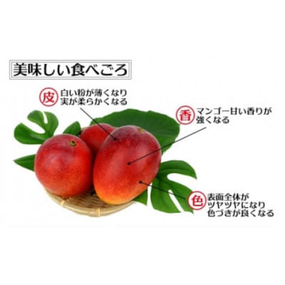 【先行受付】【2027年発送】神谷ファームのマンゴー(家庭用)約1kg