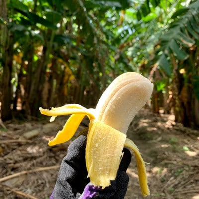 希少栽培種のばなな!ぐしちゃん銀バナナ約3Kg