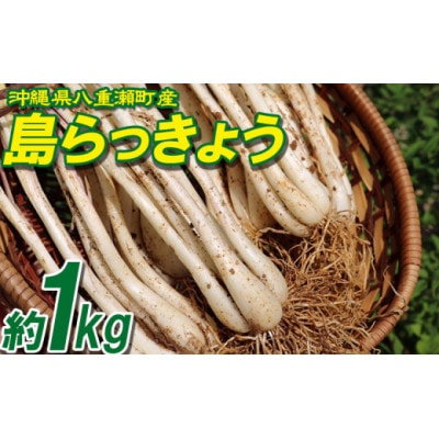 【限定100セット】沖縄県八重瀬町産　島らっきょう約1kg