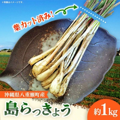【2026年発送】沖縄県八重瀬町産 葉切り落とし 島らっきょう約1kg