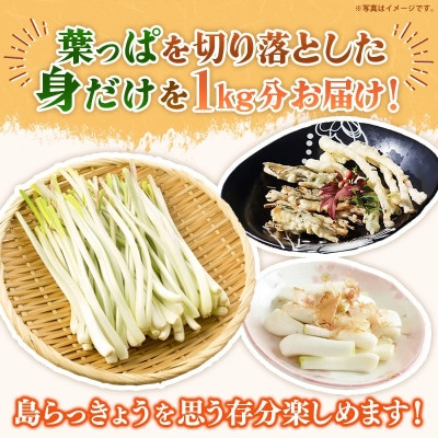 【2026年発送】沖縄県八重瀬町産 葉切り落とし 島らっきょう約1kg
