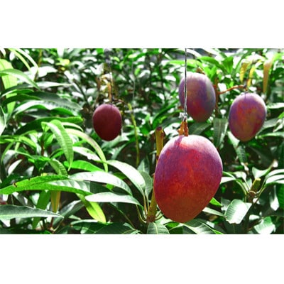 アップルマンゴー優品1kg
