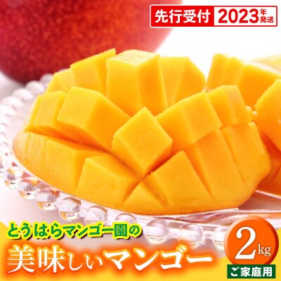 【2023年発送】とうはらマンゴー園のアップルマンゴー家庭用 約2kg(4玉~5玉)