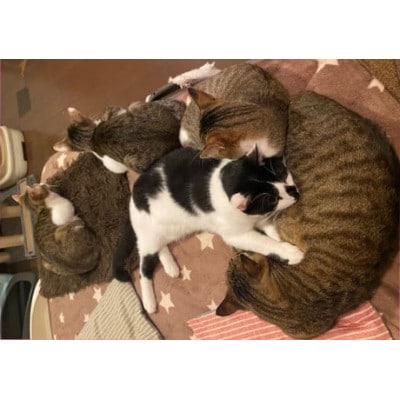 【南の島の動物愛護活動】保護猫活動等をサポート(3千円)ポストカード付き