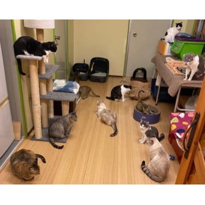 【南の島の動物愛護活動】保護猫活動等をサポート(5万円)ポストカード付き