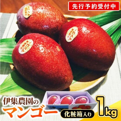 【化粧箱入】【先行受付・2025年発送】伊集農園 沖縄県産マンゴー(贈答用)約1kg(2～3玉)