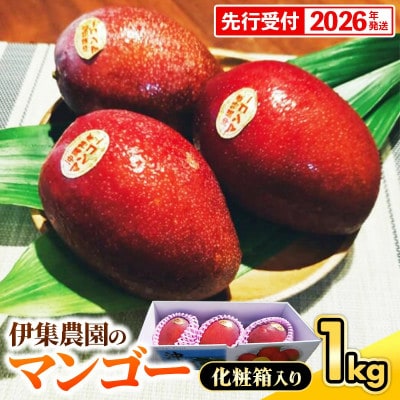 伊集農園マンゴー贈答用約1kg(2～3玉)