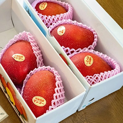 伊集農園マンゴー贈答用約1kg(2～3玉)