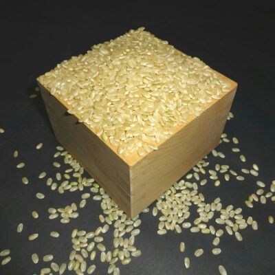 『食べ比べセット』安心栽培米(コシヒカリ)玄米食最適米(ミルキークイーン)玄米(各5kgx2)