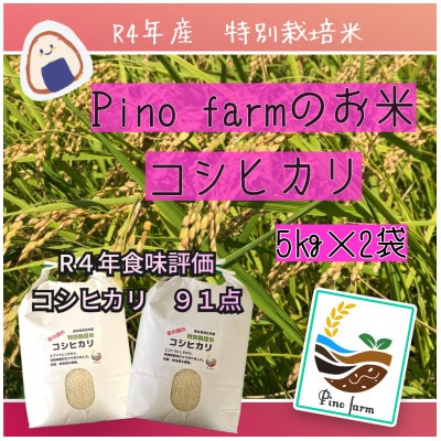 令和4年産　Pino　farmのお米　コシヒカリ　5kg×2袋　10kg　精米