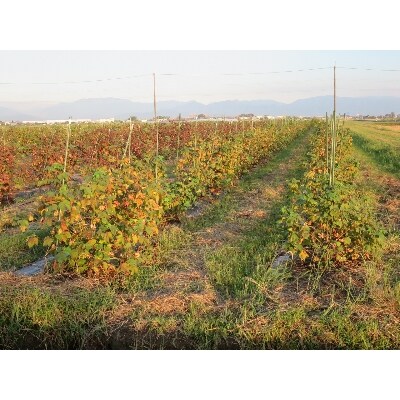 綿畑からそのまんま　ママのお腹にいた時の安心感を思い出す　おくるみ(白色)Y-13