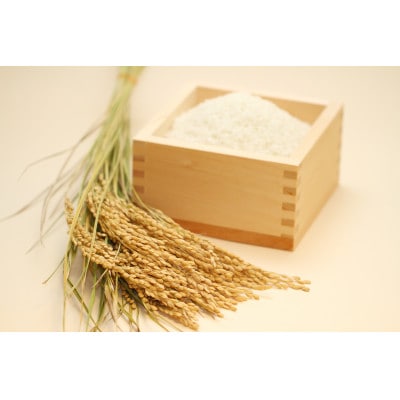 令和6年 コシヒカリ 環境こだわり米 10kg(5kg×2袋) 彦根産