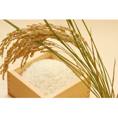 令和6年 ミルキークイーン 環境こだわり米 10kg(5kg×2袋) 彦根産