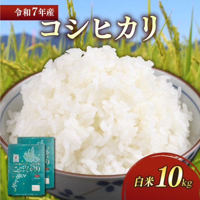令和7年産新米コシヒカリ白米10kg(5kg×2袋) 粘り、甘み、香りの絶妙なバランス