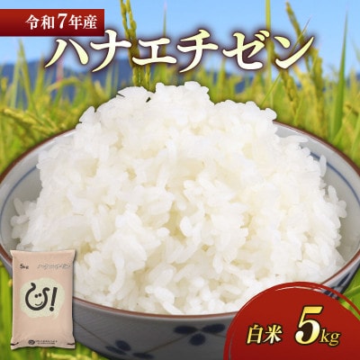 令和7年産新米ハナエチゼン白米5kg 噛むたびに広がる甘み