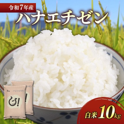 令和7年産新米ハナエチゼン白米10kg(5kg×2袋)  噛むたびに広がる甘み