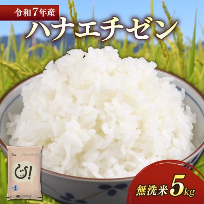令和7年産新米ハナエチゼン白米無洗米5kg 噛むたびに広がる甘み
