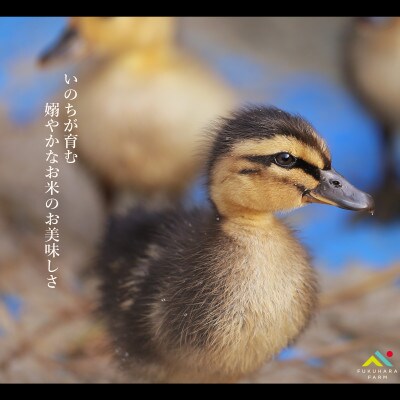 有機JAS認証 アイガモ君が育てたお米コシヒカリ 白米2kg×2袋
