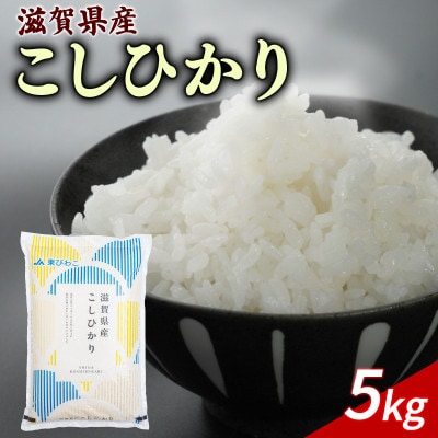 令和7年産 こしひかり 5kg 【滋賀でとれたお米、近江米!】