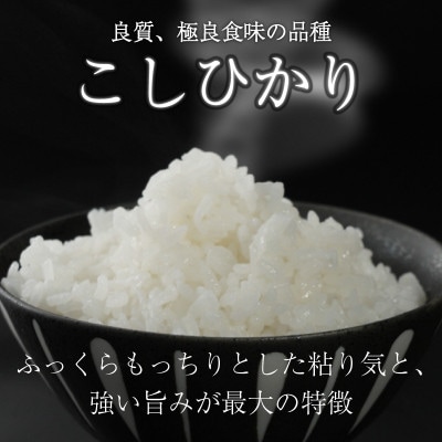令和7年産 こしひかり 10kg 【滋賀でとれたお米、近江米!】