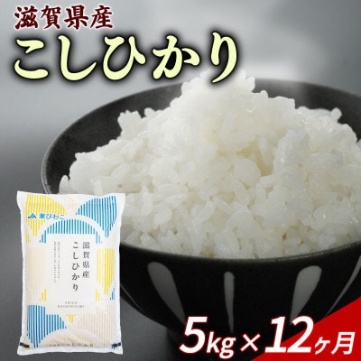 【毎月定期便】こしひかり 5kg 【滋賀でとれたお米、近江米!】全12回