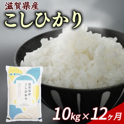 【毎月定期便】こしひかり 10kg 【滋賀でとれたお米、近江米!】全12回