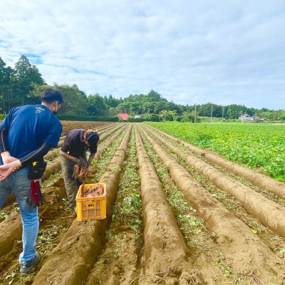 壺焼き芋10本セット