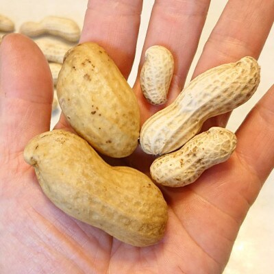 冷凍ゆで豆・おおまさり&さとのか～2種を楽しむ 500g×各1袋