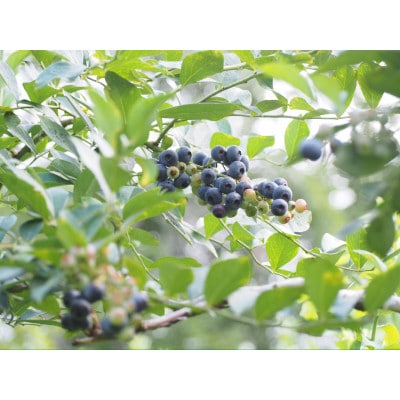 【栽培期間中農薬不使用】大粒冷凍ブルーベリー 1kg「るりしずく」 千葉県 芝山町産