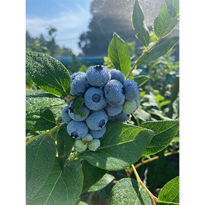 【2ヵ月毎定期便】大粒冷凍ブルーベリー900g 全3回