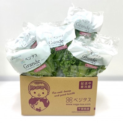 シャキッ!べジタス フリルレタス6個×2セット【千葉県芝山町産】