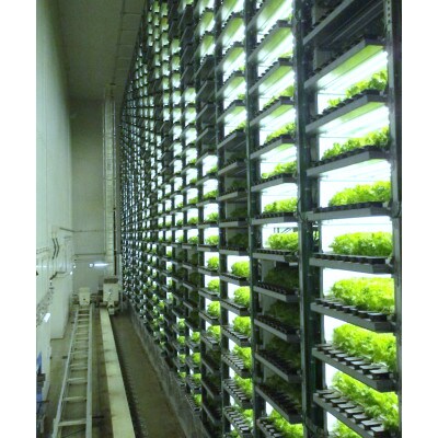 シャキッ!べジタス フリルレタス6個×2セット【千葉県芝山町産】