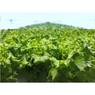 ふんわり!ベジタス プリーツレタス6個×2セット【千葉県芝山町産】
