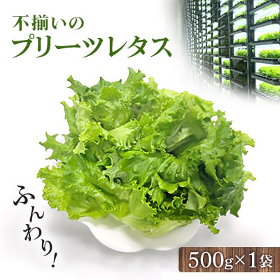 不揃いのレタスたち(プリーツレタス)500g×1袋