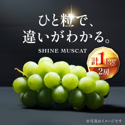 【2026年 先行予約】数量限定  至高のシャインマスカット 1kg(2房) 9月上旬～下旬発送分