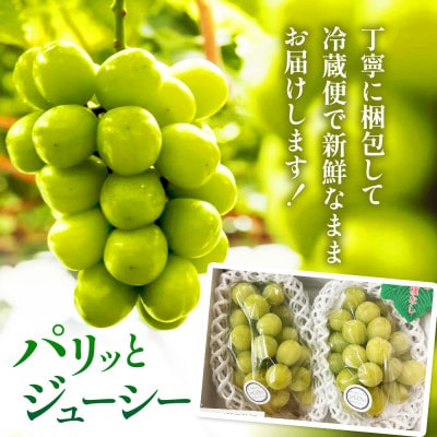 【2026年 先行予約】数量限定  至高のシャインマスカット 1kg(2房) 9月上旬～下旬発送分