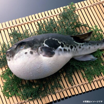【冷凍】淡路島3年とらふぐ(活てっちり・てっさ3人前)
