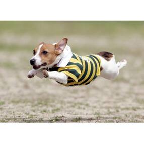 兵庫県南あわじ市 旅行券 チケットのお礼品 返礼品一覧 ふるさと納税サイト さとふる