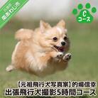 Cコース　元祖飛行犬写真家　的場信幸　出張飛行犬撮影5時間コース
