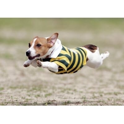 Fコース 飛行犬撮影データセット 飛行犬写真集1ページ協賛枠掲載権付き お礼品詳細 ふるさと納税なら さとふる Fコース 飛行犬撮影データセット 飛行犬写真集1ページ協賛枠掲載権付き お礼品詳細 ふるさと納税なら さとふる