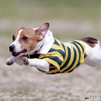 Bコース　飛行犬撮影カレンダーセット