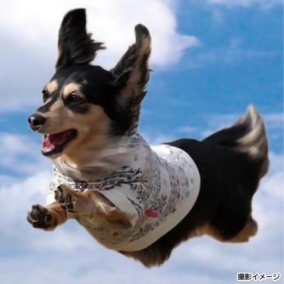 Bコース　飛行犬撮影カレンダーセット