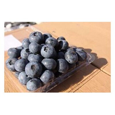 [大粒!希少!/期間・数量限定]淡路島で栽培した生食用「ブルーベリー」500g×2パック