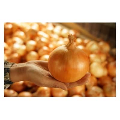 ＼うまい玉ねぎできたでー/特別栽培玉ねぎ3kg～ひょうご安心ブランド認証取得～ ◆配送7月～翌年1月