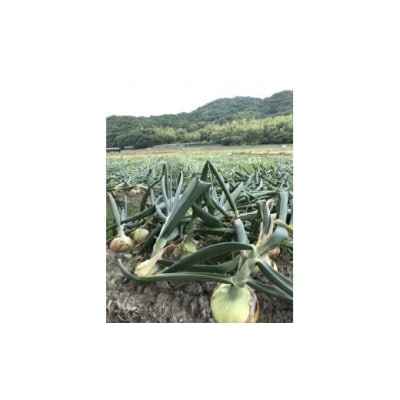 ＼うまい玉ねぎできたでー/特別栽培玉ねぎ3kg～ひょうご安心ブランド認証取得～ ◆配送7月～翌年1月