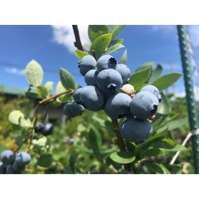 【期間限定・数量限定】淡路島　馬回集落の大粒ブルーベリー(250g×4パック)