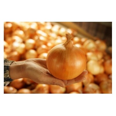 ＼うまい玉ねぎできたでー/特別栽培玉ねぎ5kg～ひょうご安心ブランド認証取得～ ◆配送7月～翌年1月