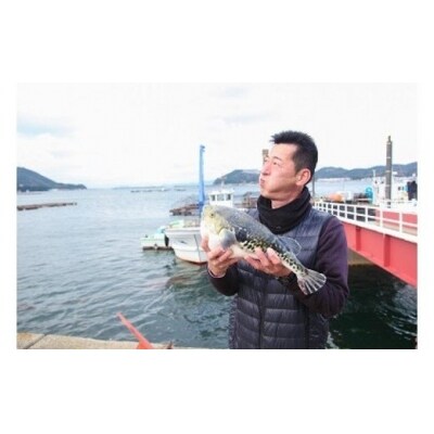 【若男水産】【淡路島3年とらふぐ】雪 ふぐ鍋　刺身・白子付/冷凍(2人前)